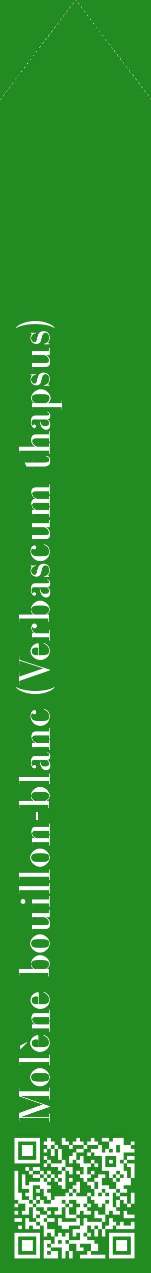 Étiquette de : Verbascum thapsus - format c - style blanche10_simplebod avec qrcode et comestibilité