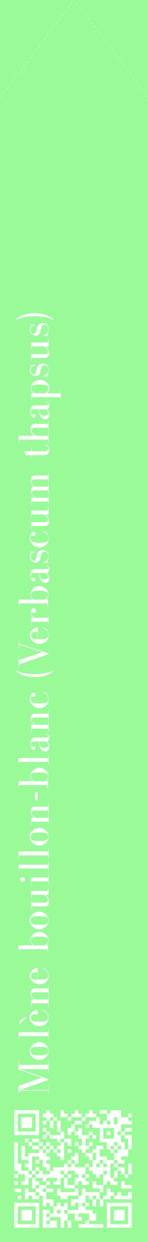 Étiquette de : Verbascum thapsus - format c - style blanche14_simplebod avec qrcode et comestibilité