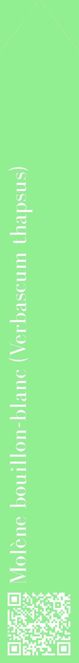 Étiquette de : Verbascum thapsus - format c - style blanche15_simplebod avec qrcode et comestibilité