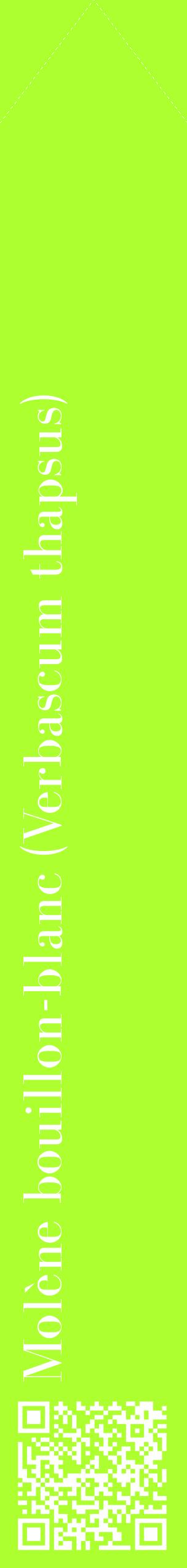 Étiquette de : Verbascum thapsus - format c - style blanche17_simplebod avec qrcode et comestibilité