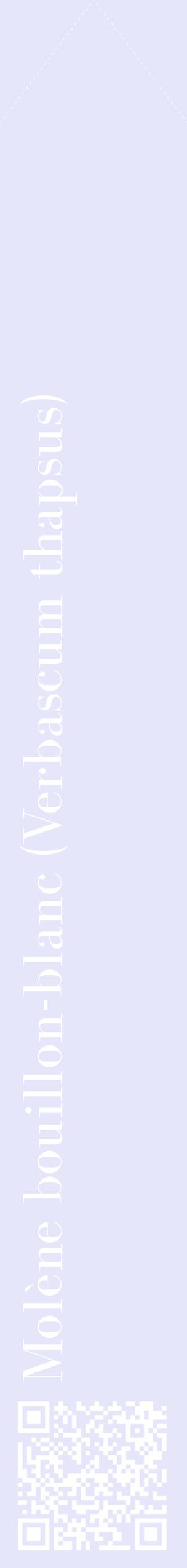 Étiquette de : Verbascum thapsus - format c - style blanche55_simplebod avec qrcode et comestibilité