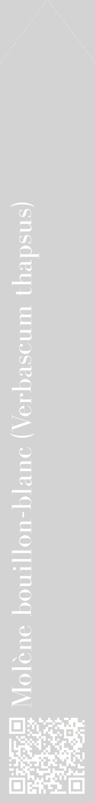 Étiquette de : Verbascum thapsus - format c - style blanche56_simplebod avec qrcode et comestibilité