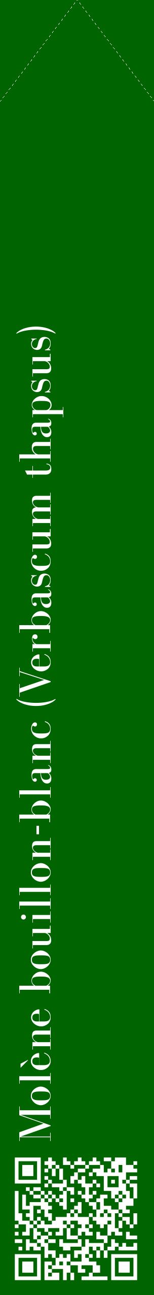 Étiquette de : Verbascum thapsus - format c - style blanche8_simplebod avec qrcode et comestibilité