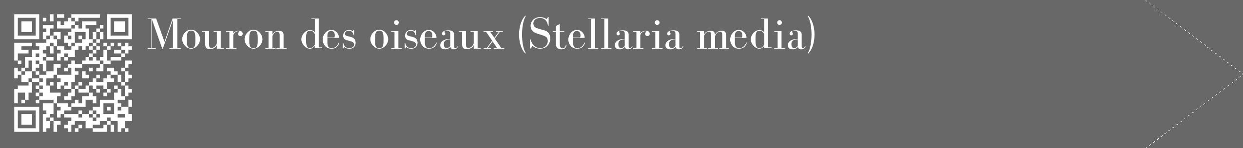 Étiquette de : Stellaria media - format c - style blanche43_simple_simplebod avec qrcode et comestibilité