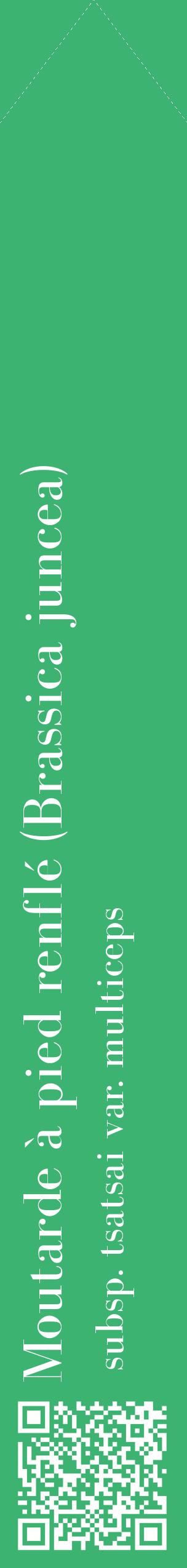 Étiquette de : Brassica juncea subsp. tsatsai var. multiceps - format c - style blanche12_simplebod avec qrcode et comestibilité