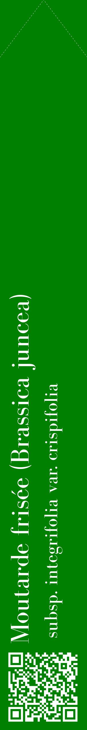 Étiquette de : Brassica juncea subsp. integrifolia var. crispifolia - format c - style blanche9_simplebod avec qrcode et comestibilité