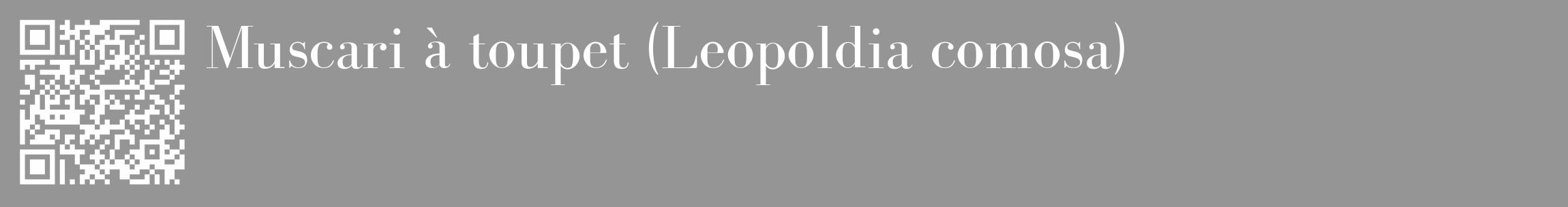 Étiquette de : Leopoldia comosa - format c - style blanche16_basique_basiquebod avec qrcode et comestibilité