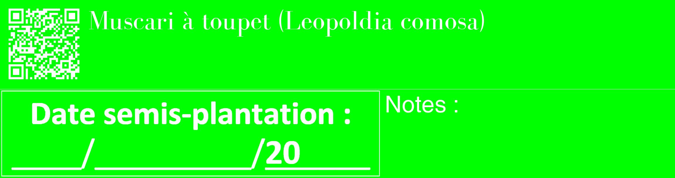 Étiquette de : Leopoldia comosa - format c - style blanche16_basique_basiquebod avec qrcode et comestibilité