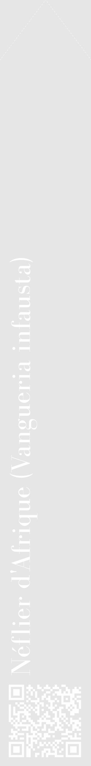 Étiquette de : Vangueria infausta - format c - style blanche18_simple_simplebod avec qrcode et comestibilité - position verticale