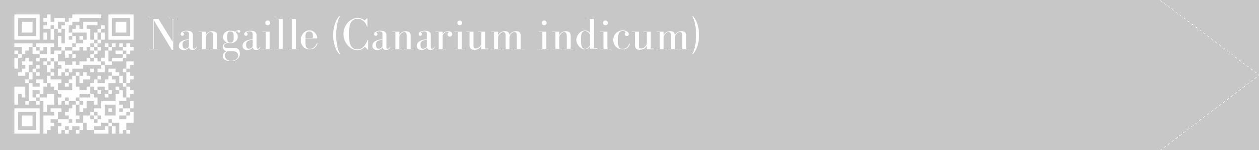 Étiquette de : Canarium indicum - format c - style blanche15_simple_simplebod avec qrcode et comestibilité