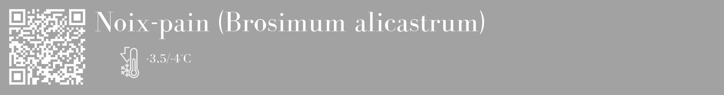 Étiquette de : Brosimum alicastrum - format c - style blanche38_basique_basiquebod avec qrcode et comestibilité