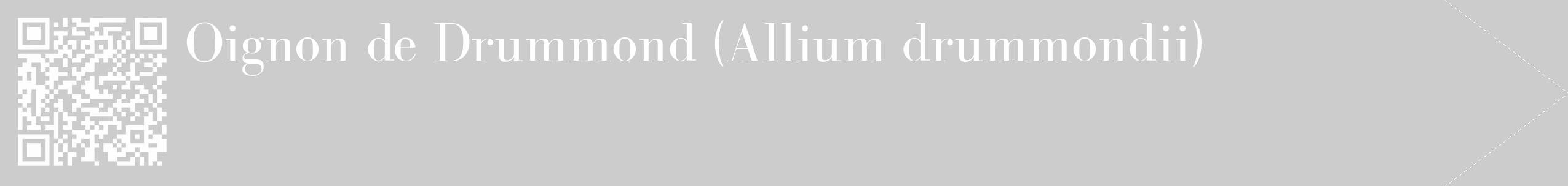 Étiquette de : Allium drummondii - format c - style blanche0_simple_simplebod avec qrcode et comestibilité