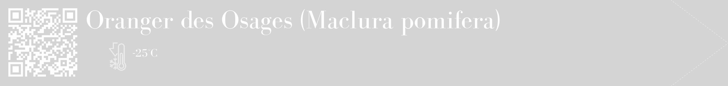 Étiquette de : Maclura pomifera - format c - style blanche40_simple_simplebod avec qrcode et comestibilité