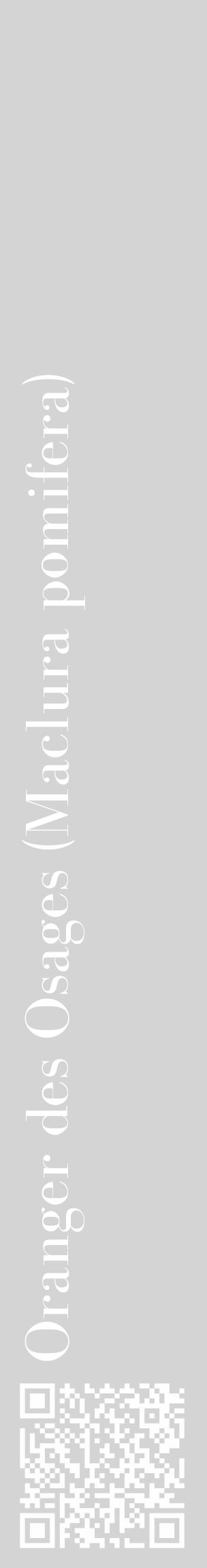 Étiquette de : Maclura pomifera - format c - style blanche40_basique_basiquebod avec qrcode et comestibilité - position verticale