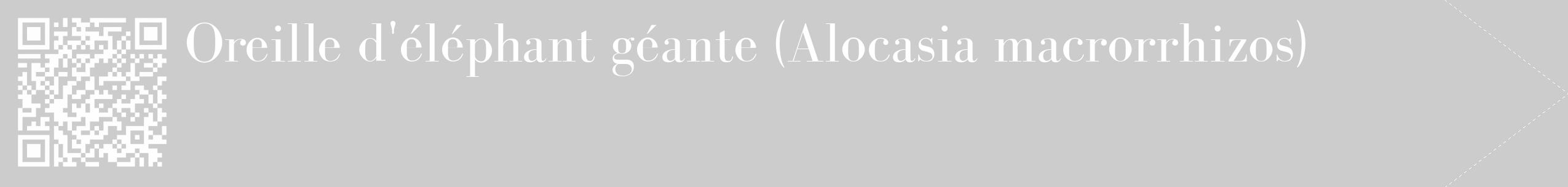 Étiquette de : Alocasia macrorrhizos - format c - style blanche0_simple_simplebod avec qrcode et comestibilité