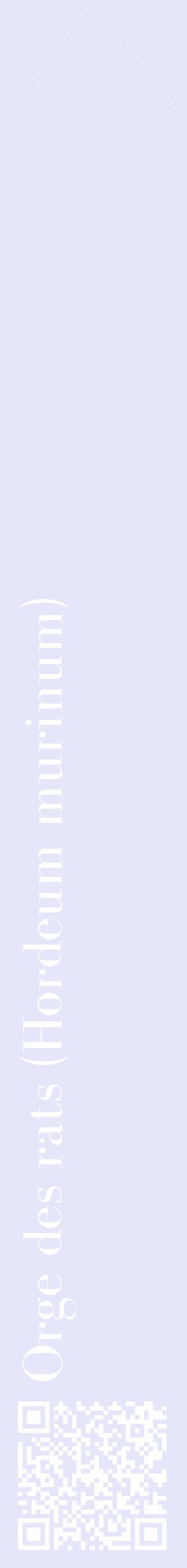 Étiquette de : Hordeum murinum - format c - style blanche55_simplebod avec qrcode et comestibilité