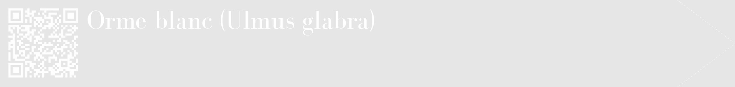 Étiquette de : Ulmus glabra - format c - style blanche18_simple_simplebod avec qrcode et comestibilité