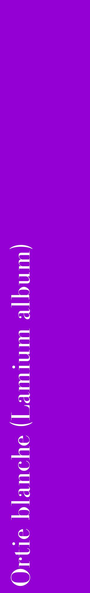 Étiquette de : Lamium album - format c - style blanche48_basiquebod avec comestibilité