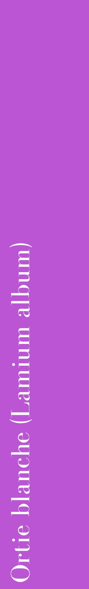 Étiquette de : Lamium album - format c - style blanche50_basiquebod avec comestibilité