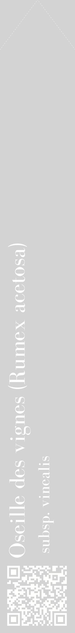 Étiquette de : Rumex acetosa subsp. vinealis - format c - style blanche56_simplebod avec qrcode et comestibilité