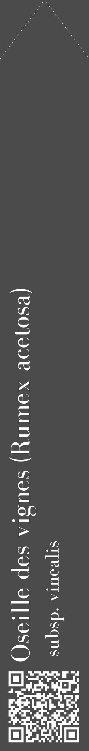 Étiquette de : Rumex acetosa subsp. vinealis - format c - style blanche9_simple_simplebod avec qrcode et comestibilité - position verticale