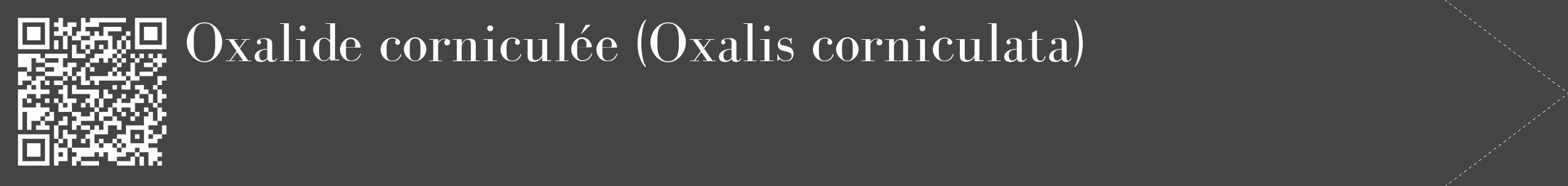 Étiquette de : Oxalis corniculata - format c - style blanche48_simple_simplebod avec qrcode et comestibilité