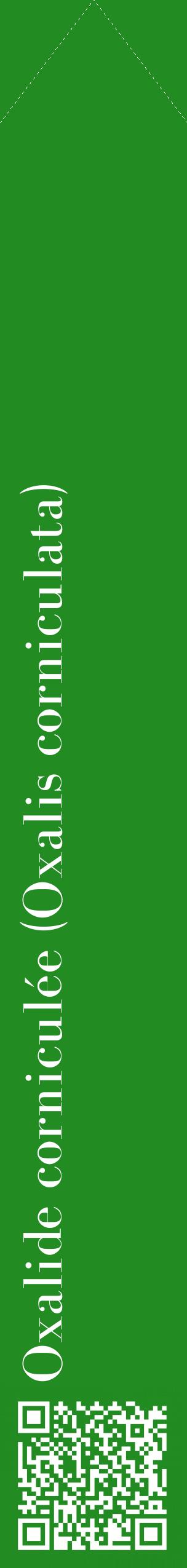 Étiquette de : Oxalis corniculata - format c - style blanche10_simplebod avec qrcode et comestibilité