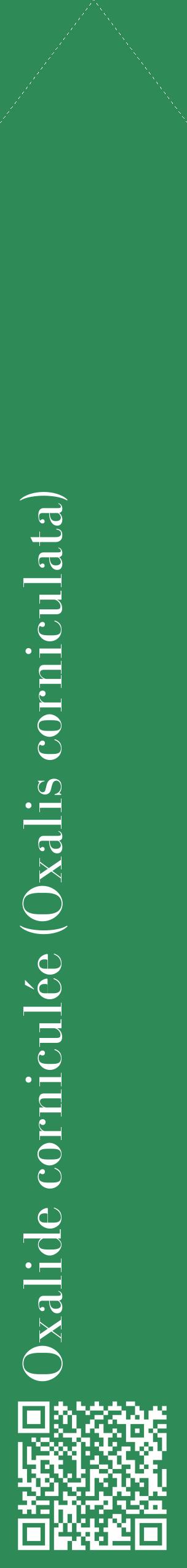 Étiquette de : Oxalis corniculata - format c - style blanche11_simplebod avec qrcode et comestibilité