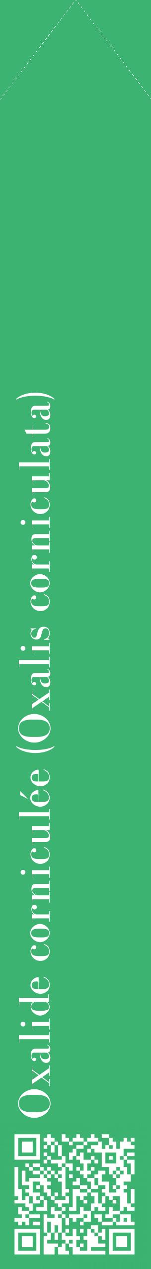 Étiquette de : Oxalis corniculata - format c - style blanche12_simple_simplebod avec qrcode et comestibilité - position verticale