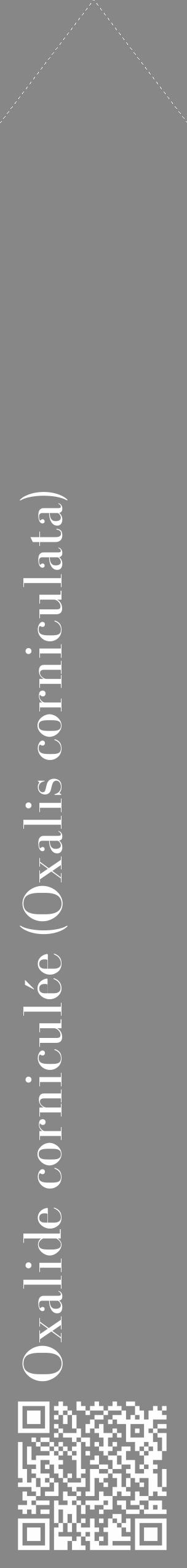 Étiquette de : Oxalis corniculata - format c - style blanche12_simple_simplebod avec qrcode et comestibilité - position verticale