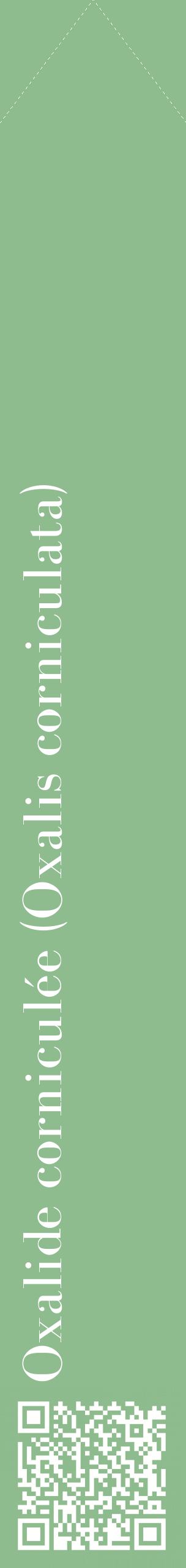 Étiquette de : Oxalis corniculata - format c - style blanche13_simplebod avec qrcode et comestibilité