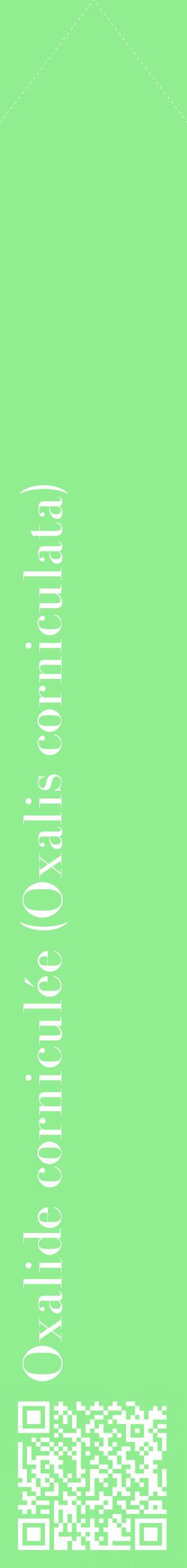 Étiquette de : Oxalis corniculata - format c - style blanche15_simplebod avec qrcode et comestibilité