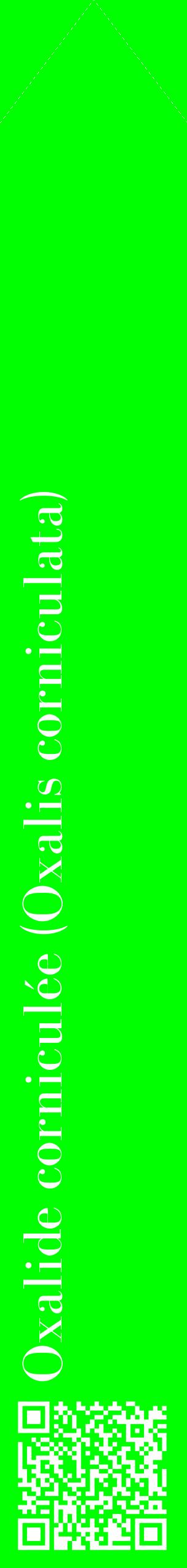 Étiquette de : Oxalis corniculata - format c - style blanche16_simplebod avec qrcode et comestibilité