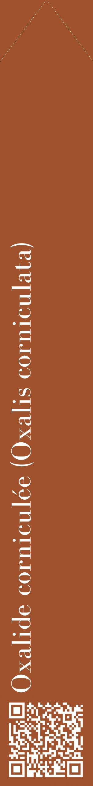 Étiquette de : Oxalis corniculata - format c - style blanche32_simplebod avec qrcode et comestibilité