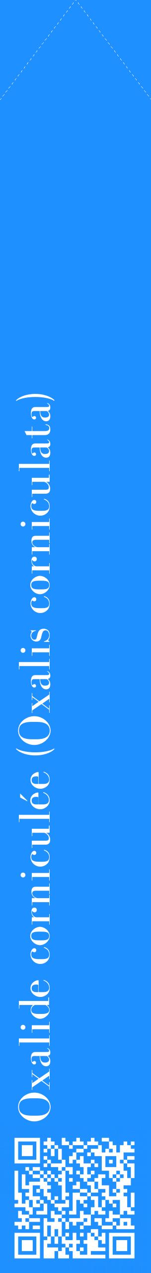 Étiquette de : Oxalis corniculata - format c - style blanche3_simplebod avec qrcode et comestibilité