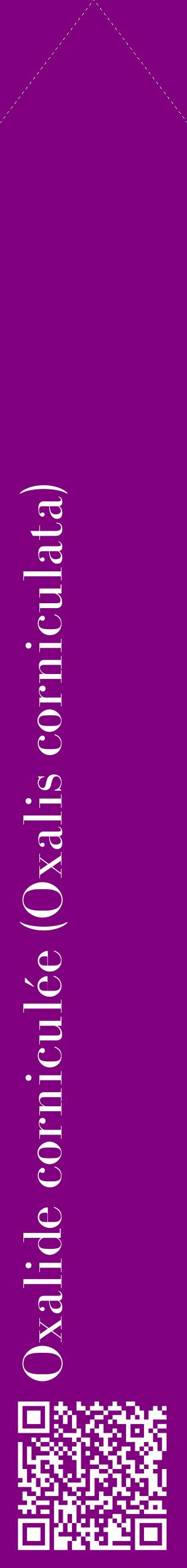 Étiquette de : Oxalis corniculata - format c - style blanche46_simplebod avec qrcode et comestibilité