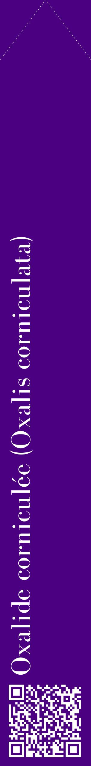 Étiquette de : Oxalis corniculata - format c - style blanche47_simplebod avec qrcode et comestibilité