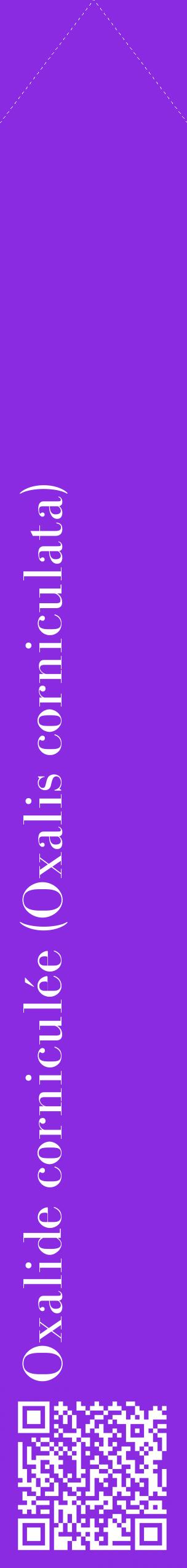 Étiquette de : Oxalis corniculata - format c - style blanche49_simplebod avec qrcode et comestibilité
