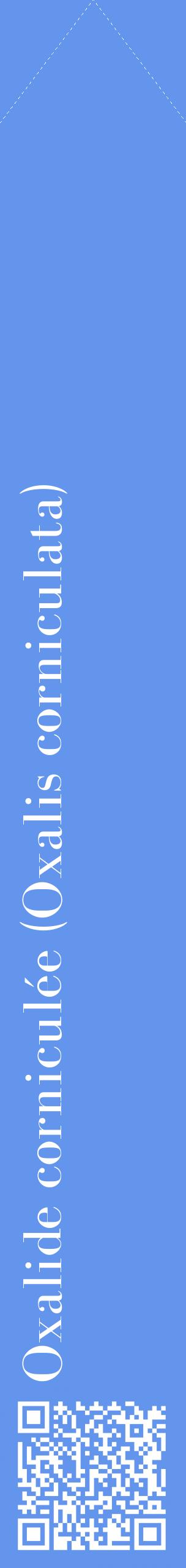Étiquette de : Oxalis corniculata - format c - style blanche4_simplebod avec qrcode et comestibilité