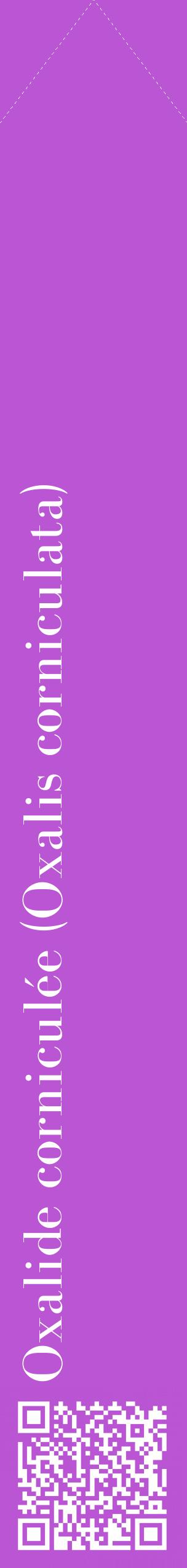 Étiquette de : Oxalis corniculata - format c - style blanche50_simplebod avec qrcode et comestibilité