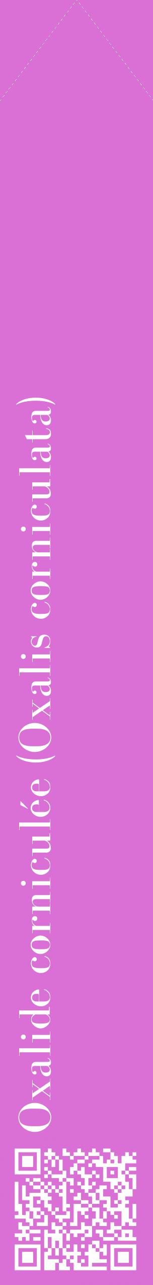 Étiquette de : Oxalis corniculata - format c - style blanche52_simplebod avec qrcode et comestibilité