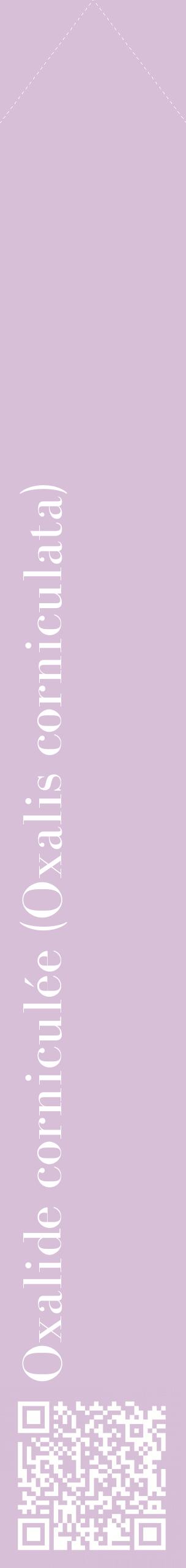 Étiquette de : Oxalis corniculata - format c - style blanche54_simplebod avec qrcode et comestibilité
