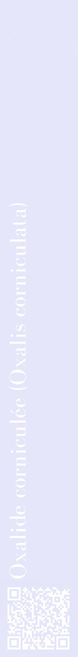 Étiquette de : Oxalis corniculata - format c - style blanche55_simplebod avec qrcode et comestibilité