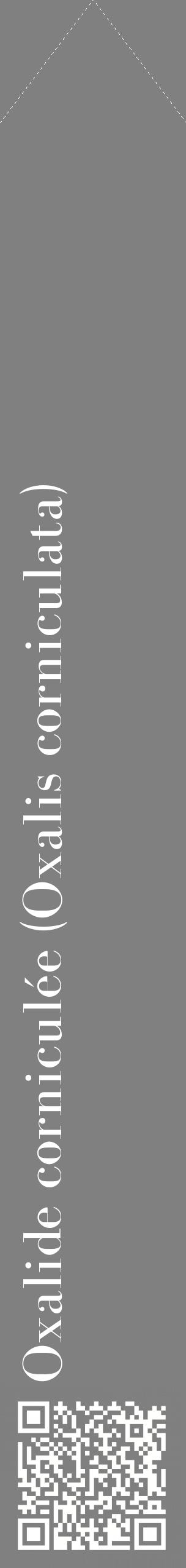 Étiquette de : Oxalis corniculata - format c - style blanche57_simplebod avec qrcode et comestibilité