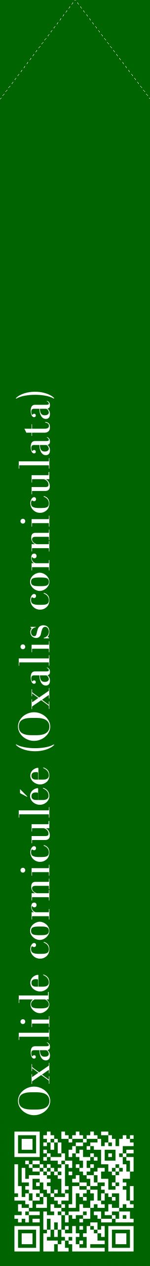 Étiquette de : Oxalis corniculata - format c - style blanche8_simplebod avec qrcode et comestibilité