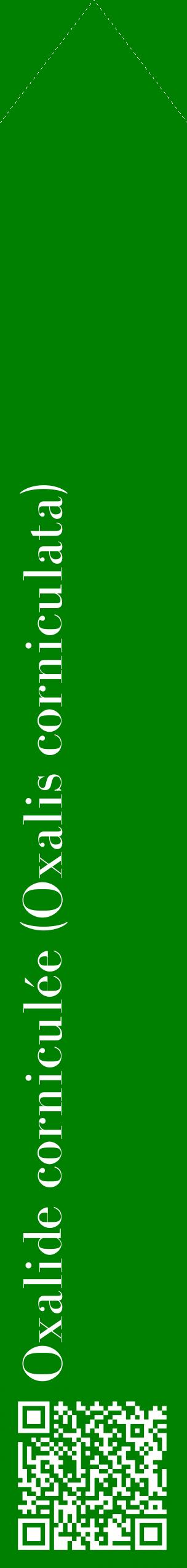 Étiquette de : Oxalis corniculata - format c - style blanche9_simplebod avec qrcode et comestibilité