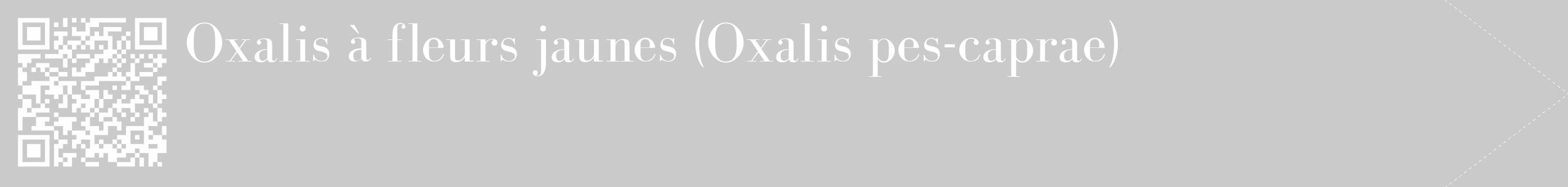 Étiquette de : Oxalis pes-caprae - format c - style blanche21_simple_simplebod avec qrcode et comestibilité