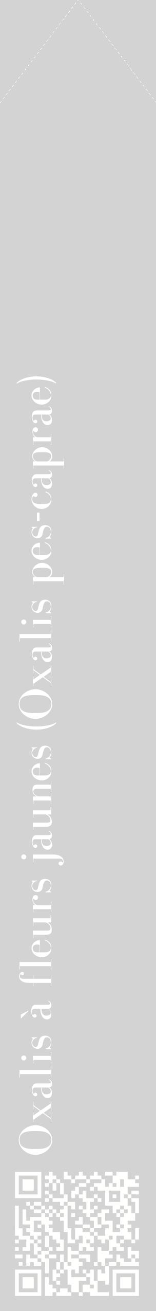 Étiquette de : Oxalis pes-caprae - format c - style blanche56_simplebod avec qrcode et comestibilité