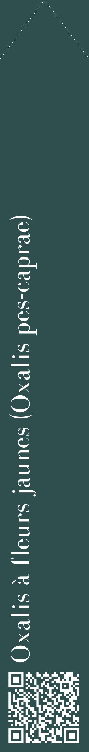 Étiquette de : Oxalis pes-caprae - format c - style blanche58_simplebod avec qrcode et comestibilité