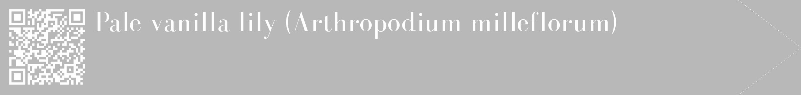 Étiquette de : Arthropodium milleflorum - format c - style blanche39_simple_simplebod avec qrcode et comestibilité